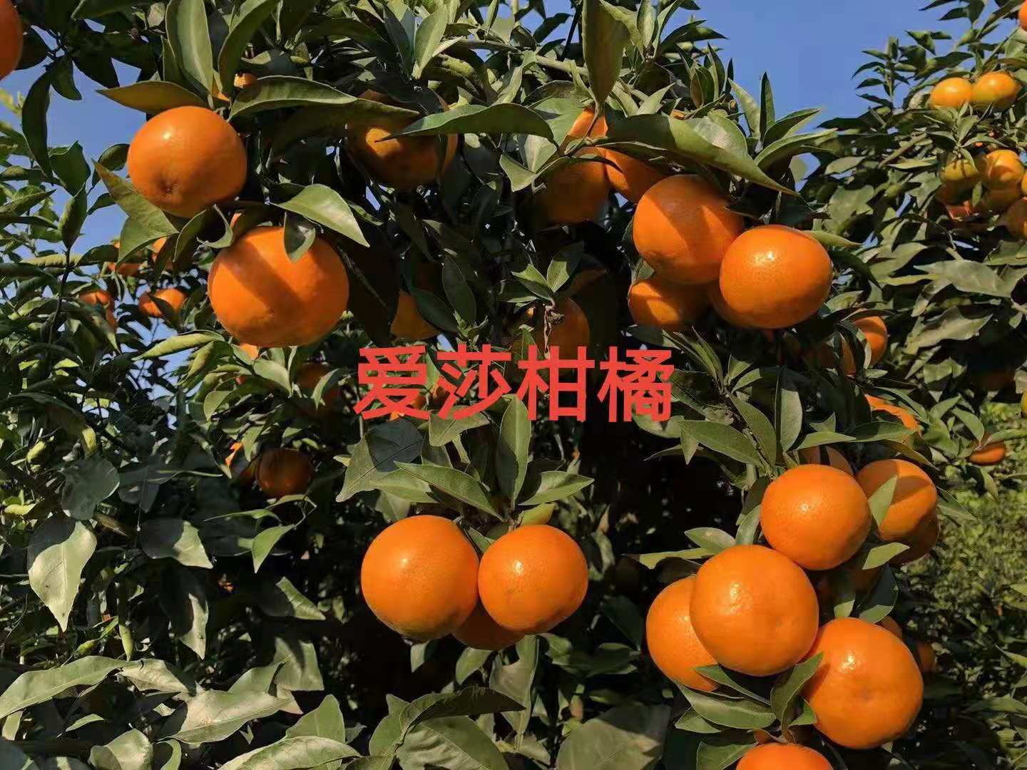 爱沙柑橘
