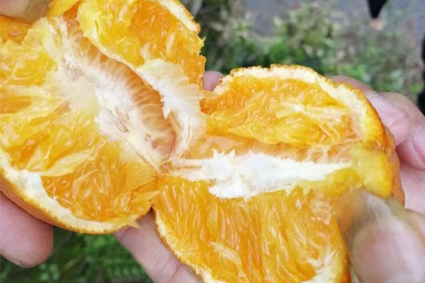 长叶香橙