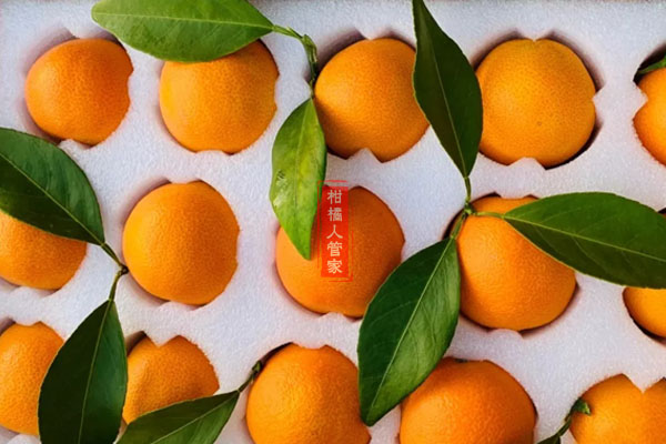 2021红美人柑橘多少钱一斤,能卖30元一斤吗