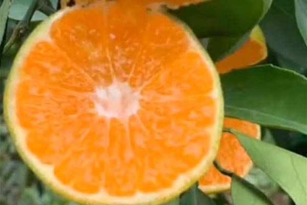 阳光一号柑橘介绍