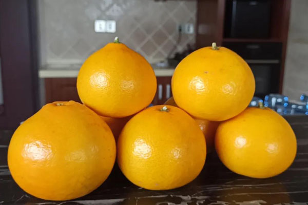 阳光一号柑橘品质介绍