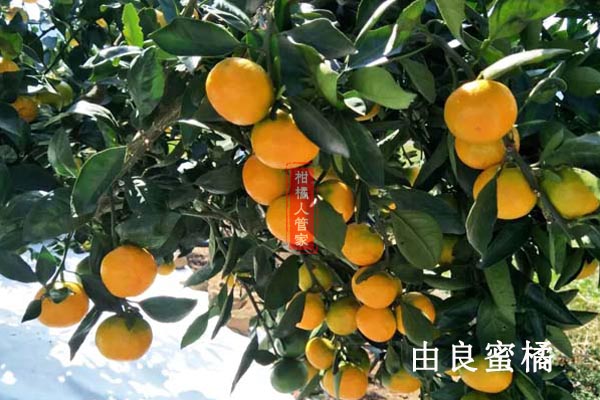 适合高海拔种的柑橘品种