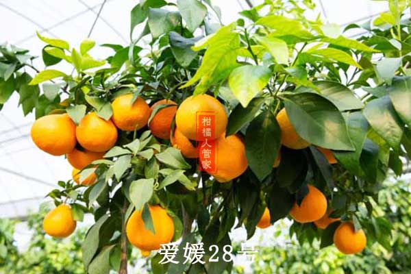 高海拔种的柑橘品种