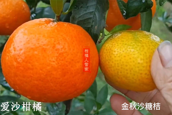 爱沙柑橘优点与缺点大曝光