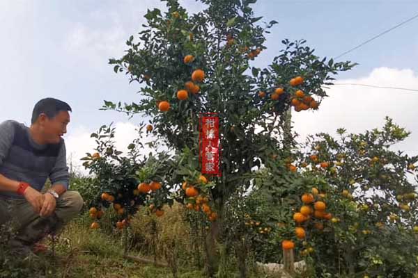 广西爱莎柑橘基地集中在哪里