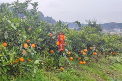纽红脐橙品种简介（2022年脐橙新品种）