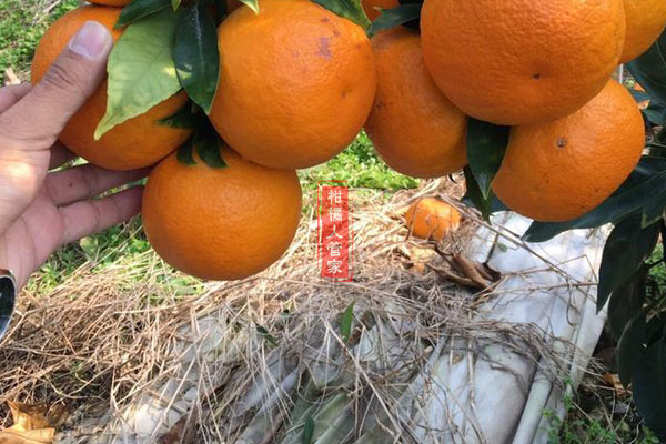 爱媛43号柑橘品种简介