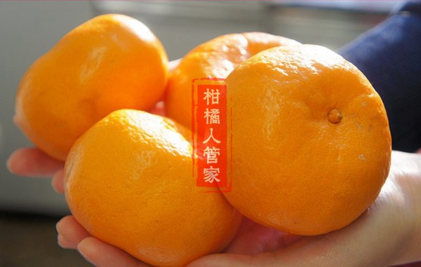 西南之光柑橘品种介绍