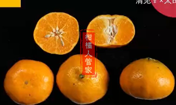 清美柑橘品种介绍与简介