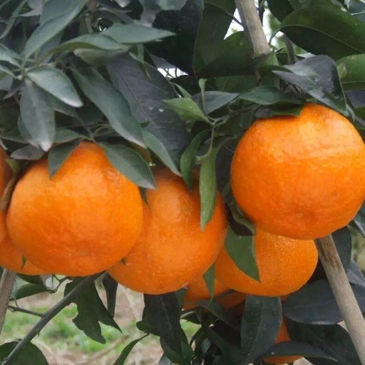 阿斯蜜柑橘耐低温吗