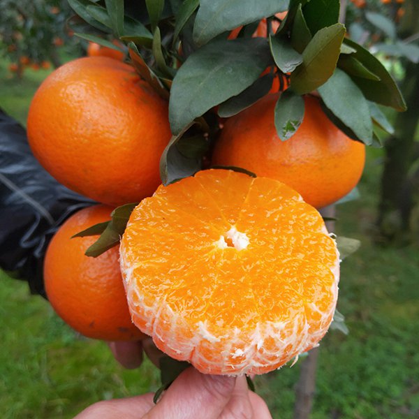 红美人柑橘适合在哪里种植