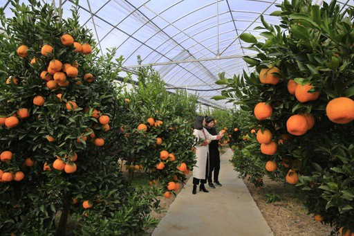 大棚种植柑橘