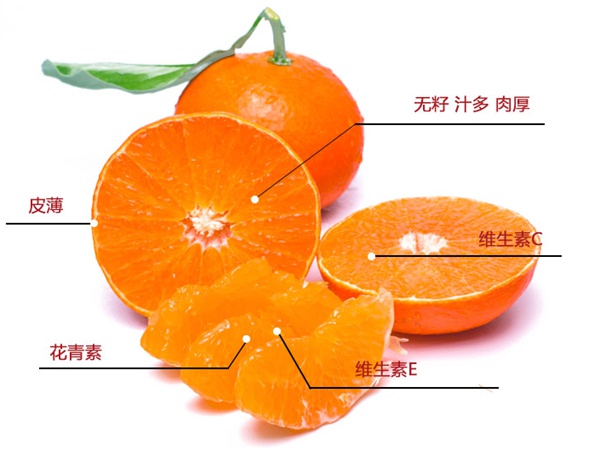 红美人柑橘功效与作用 