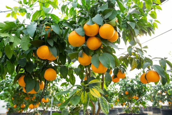 红美人柑橘产地