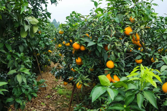 果冻橙种植要求