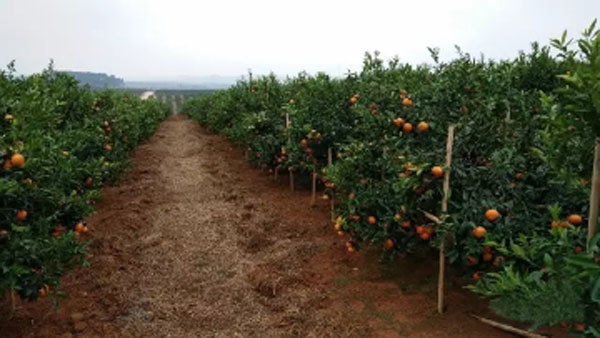 爱媛38号柑橘种植距离株行距是多少米