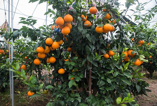 爱媛38号柑橘土壤要求有哪些