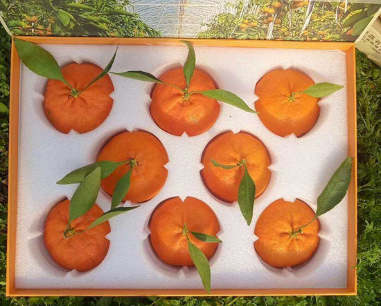 甘平柑橘几月成熟