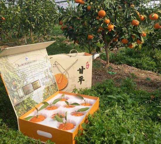 甘平柑橘种植前景如何
