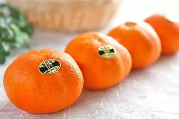 甘平柑橘生产基地在哪些省份