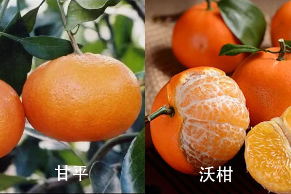 甘平柑橘与沃柑比较哪个好