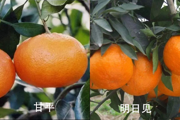 甘平柑橘与明日见