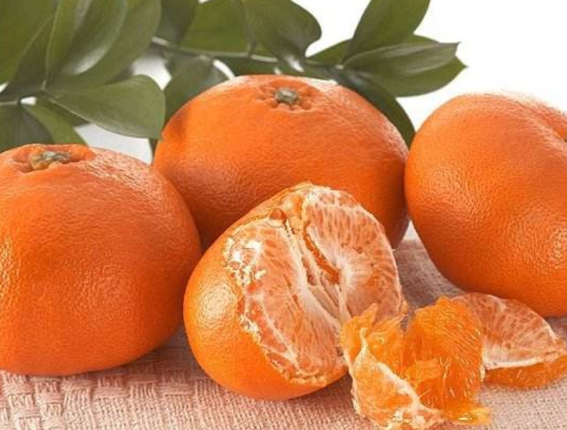 甘平柑橘适合浙江、南宁、福建种植吗