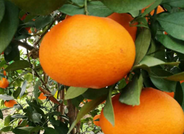 甘平柑橘适合多少海拔和气温种植
