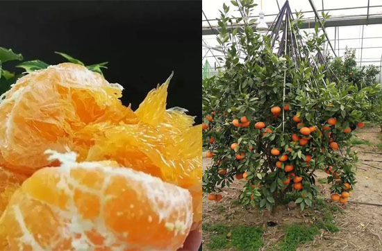 甘平柑橘种植管理技术
