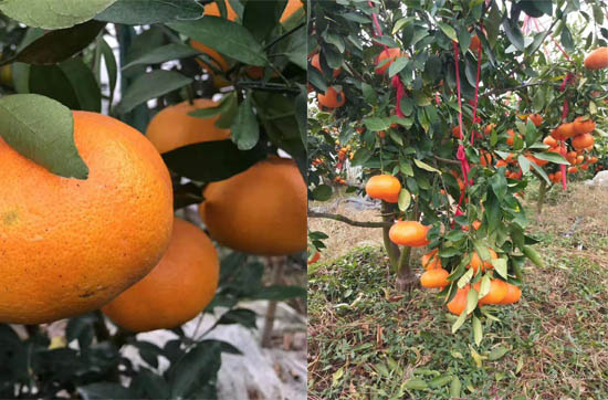 甘平柑橘可以露天种植吗