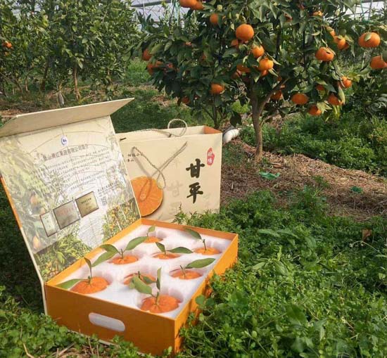 甘平柑橘亩产量如何
