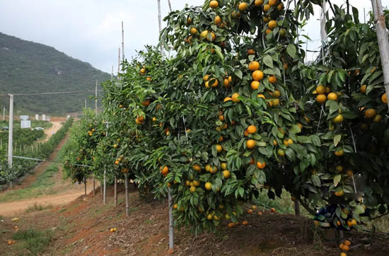 无籽沃柑的种植条件