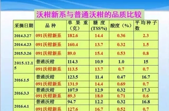 无核沃柑那年有的