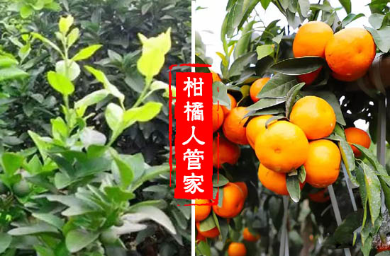 香橙头091无核沃柑苗为什么比枳壳更好