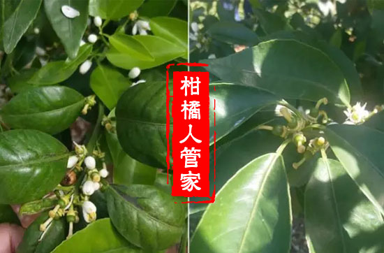 怎样给无核沃柑保果