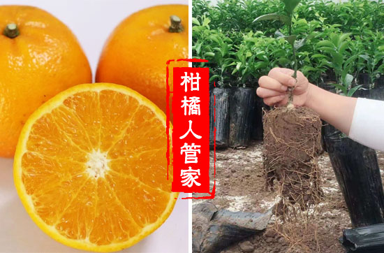 无核沃柑用什么砧木好