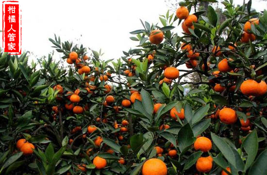 广西区的由良柑橘苗多少钱一株