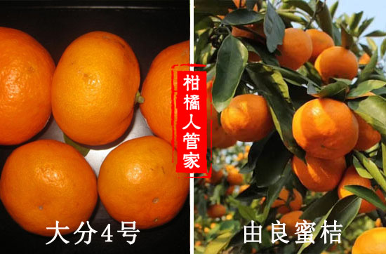柑橘由良和大分4号比较