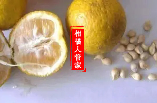 香橙果子多少钱一斤
