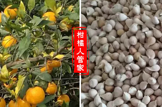 香橙种子现在价格多少钱一斤