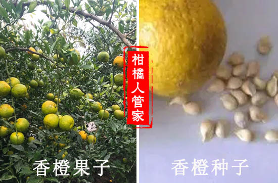 资阳香橙果多少钱一斤