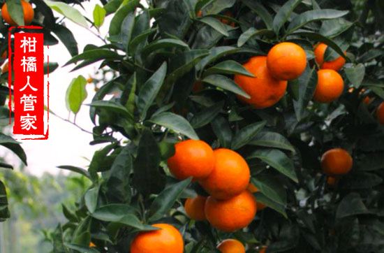 金葵砂糖橘怎么分辨