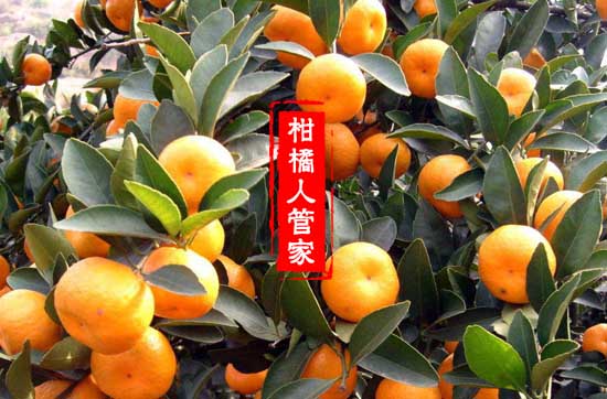大分一号柑橘品种简介