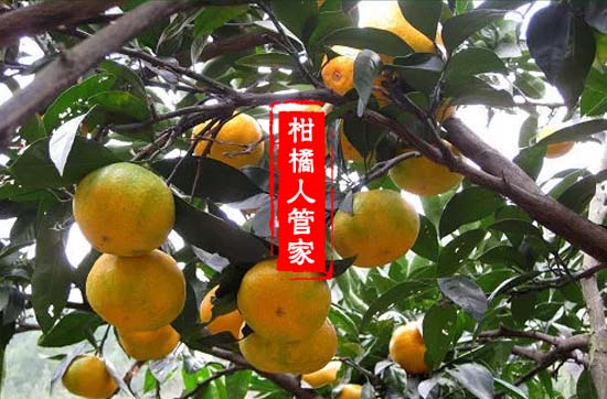 特早柑橘大芬种植技术