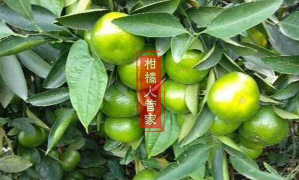 宫本柑橘品种几月份成熟