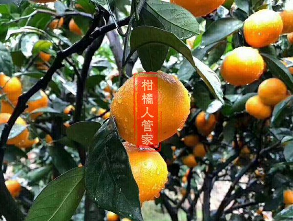 宫川蜜桔的种植技术,一年施几次肥