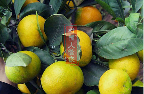 柑橘兴津有几个品种