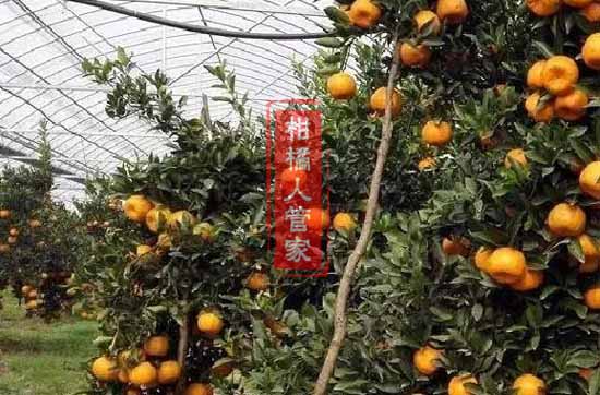 柑橘兴津高密度多少棵