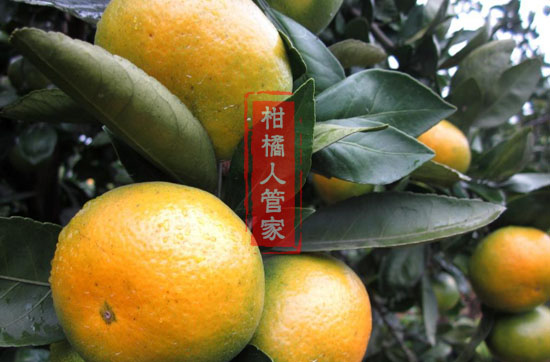 柑橘兴津品种最早成熟是那种