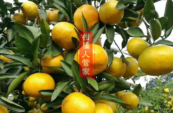 兴津早熟蜜橘产量